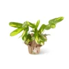 Calathea Variegada Lubbersiana