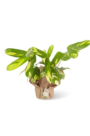 Calathea Variegada Lubbersiana