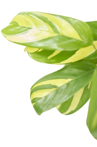 Calathea Variegada Lubbersiana