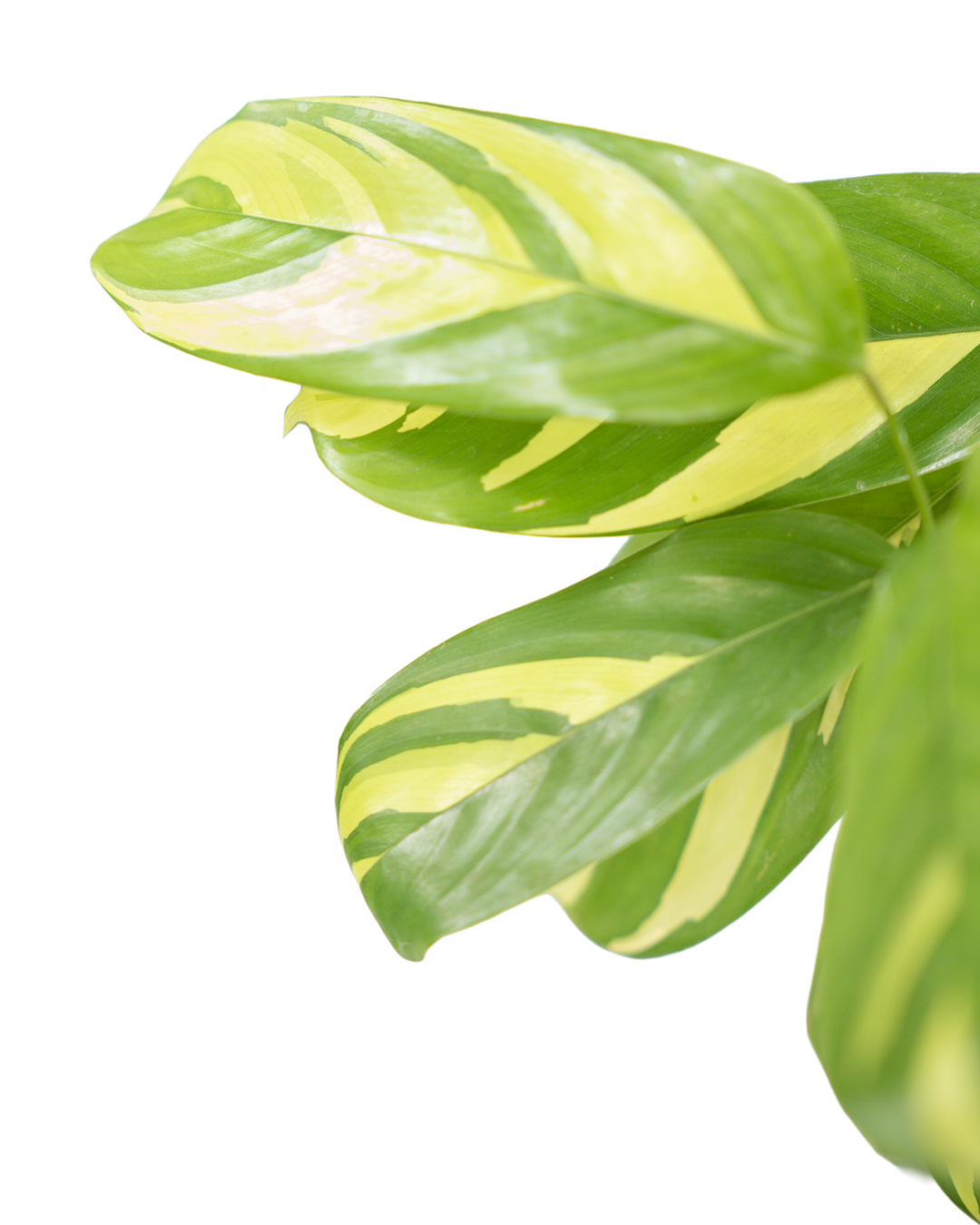 Calathea Variegada Lubbersiana