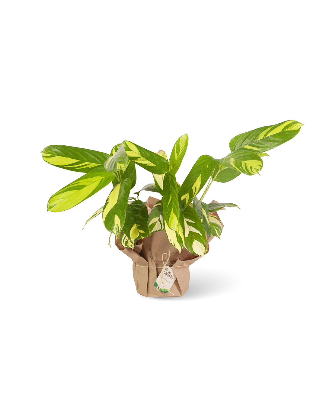 Calathea Variegada Lubbersiana