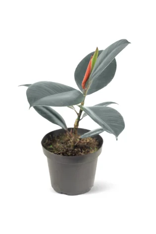 Caucho Negro (Ficus Elástica)
