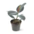 Caucho Negro (Ficus Elástica)