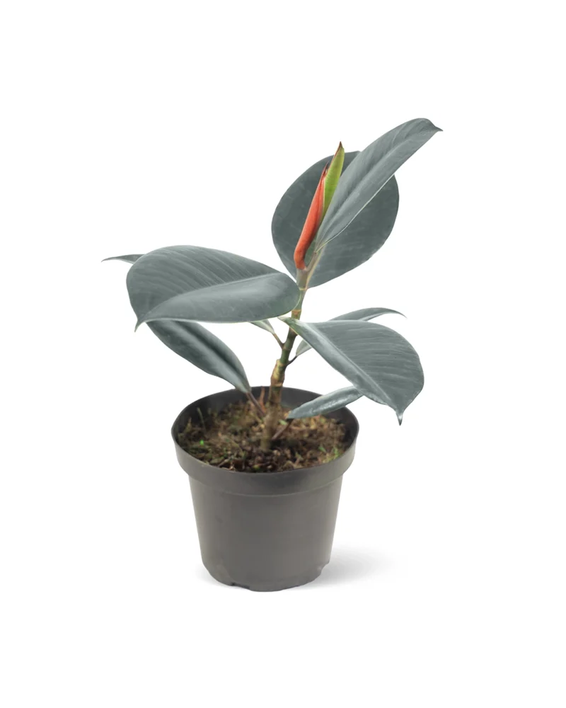 Caucho Negro (Ficus Elástica)