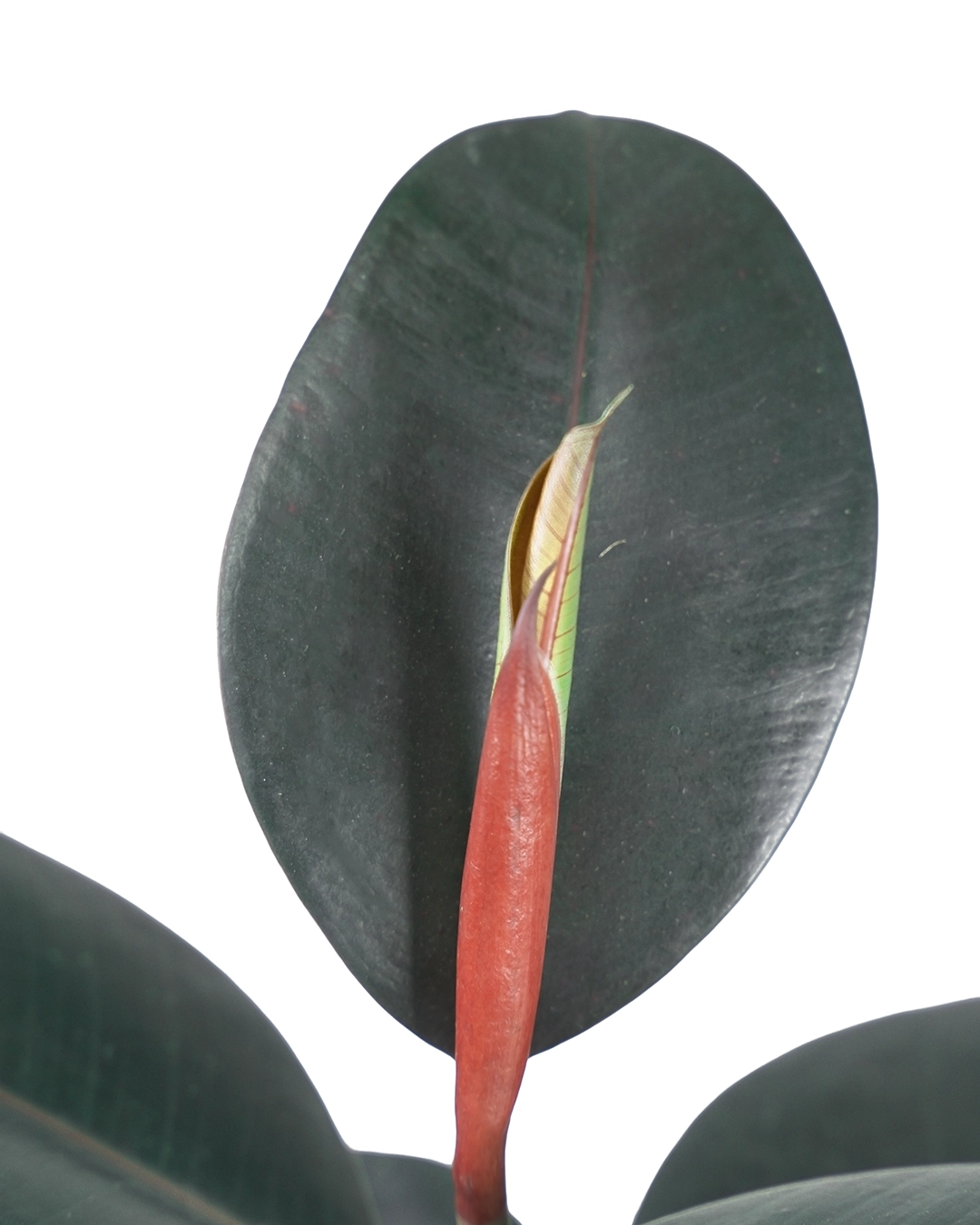 Caucho Negro (Ficus Elástica) - Imagen 2