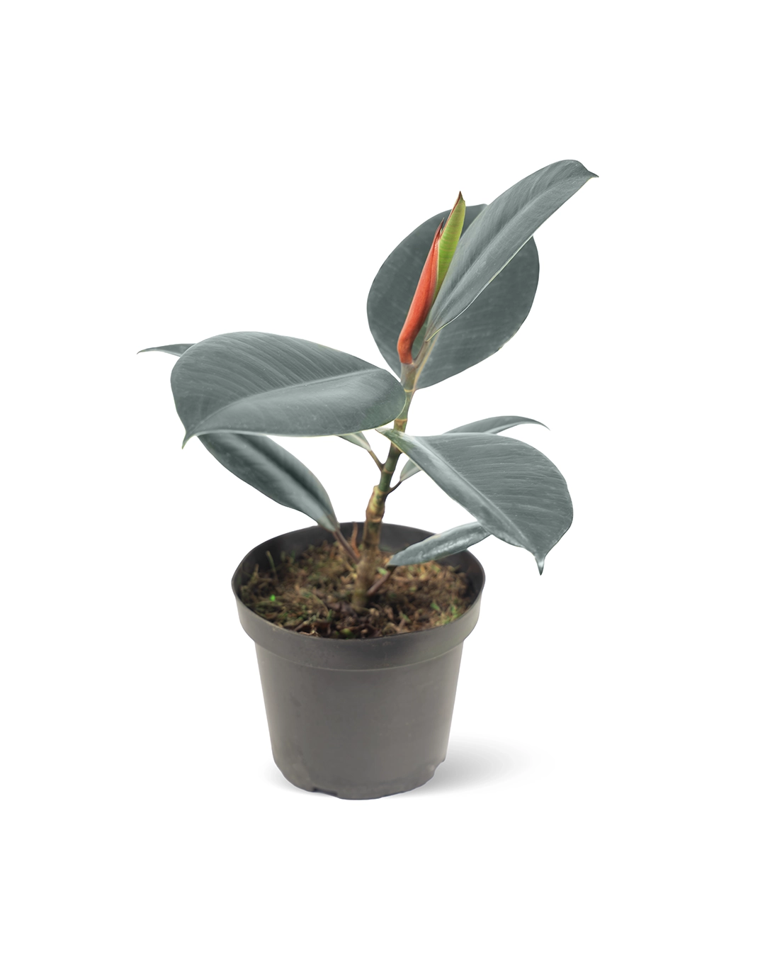 Caucho Negro (Ficus Elástica)
