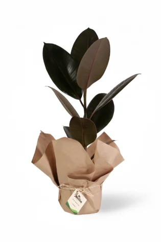 Caucho Negro (Ficus Elástica)