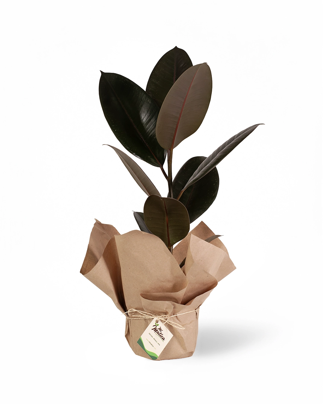 Caucho Negro (Ficus Elástica)