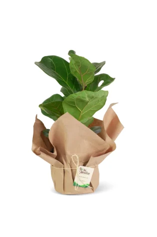 Ficus Pandurata Lyrata