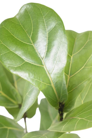 Ficus Pandurata Lyrata