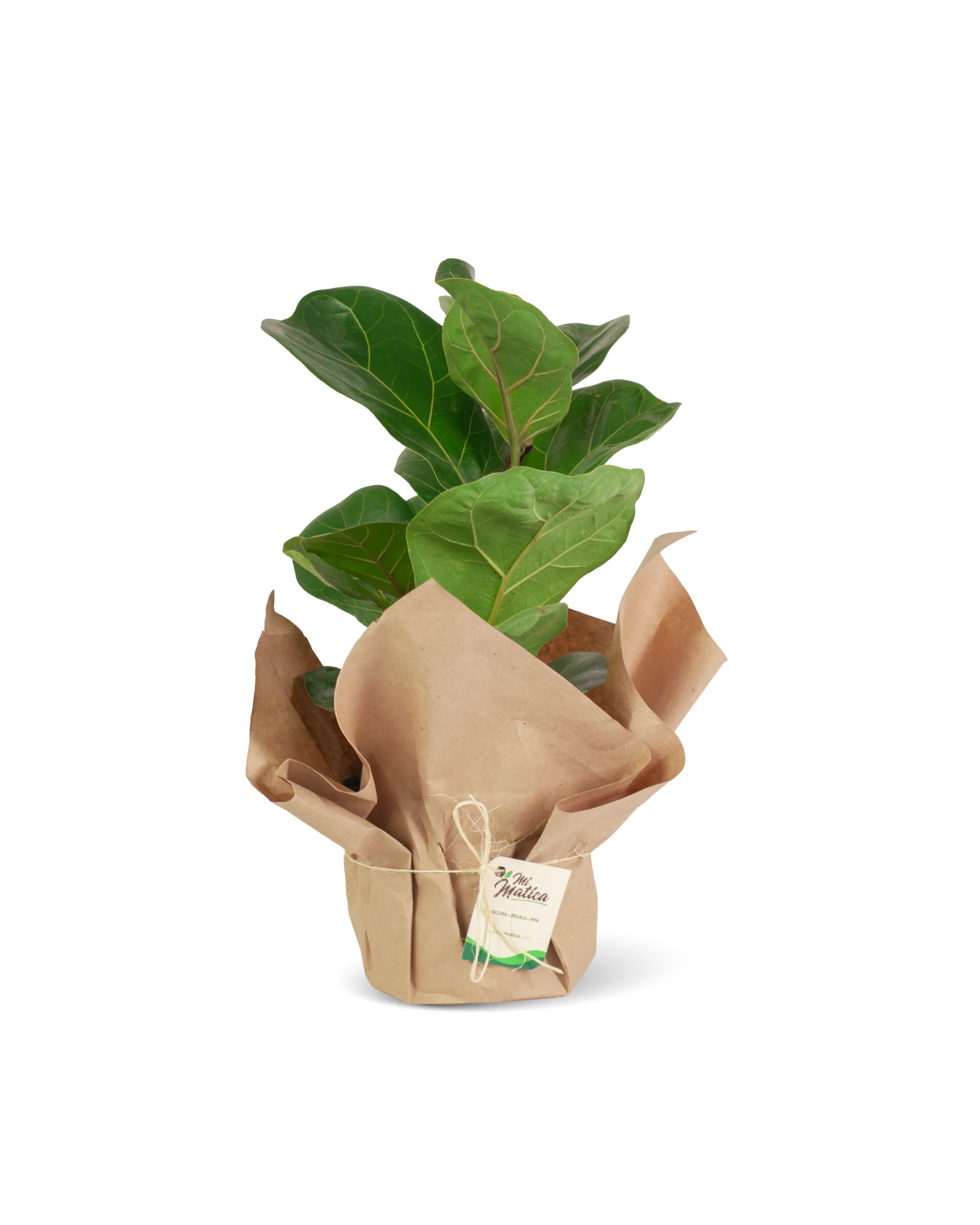 Ficus Pandurata Lyrata