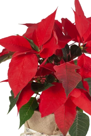 Flor de Pascua Poinsettia