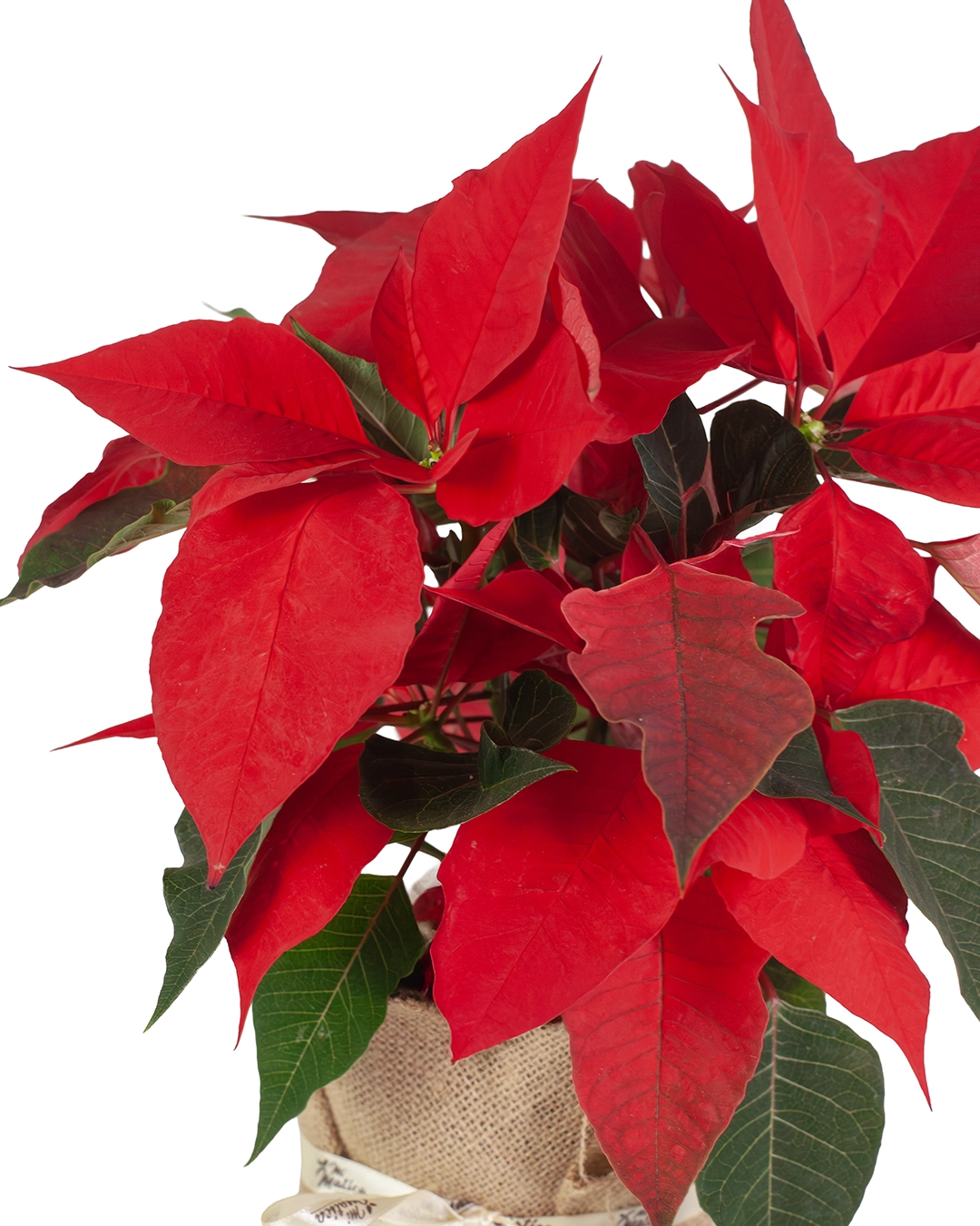 Flor de Pascua Poinsettia
