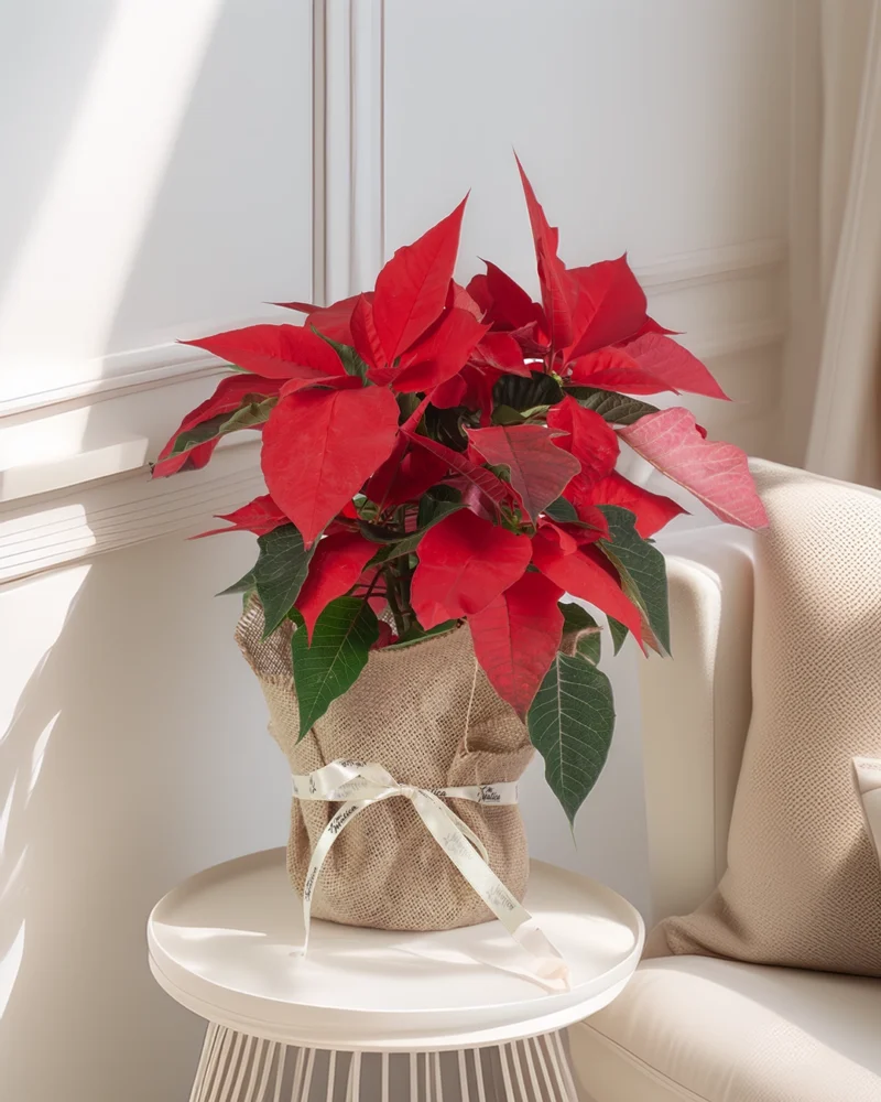 Flor de Pascua Poinsettia