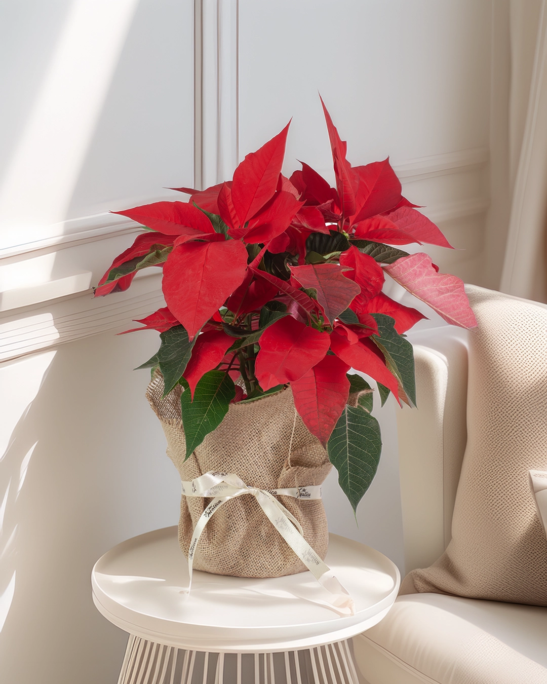 Flor de Pascua Poinsettia