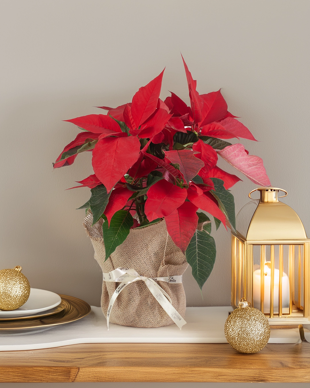 Flor de Pascua Poinsettia
