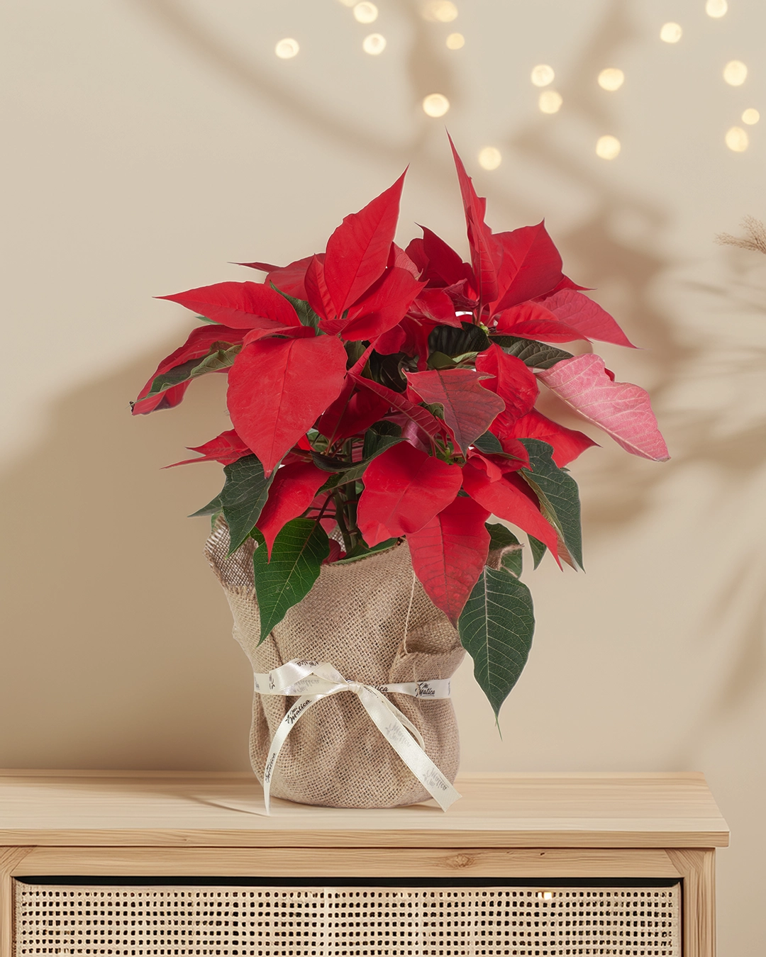 Flor de Pascua Poinsettia