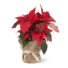Flor de Pascua Poinsettia