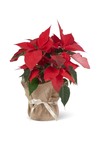 Flor de Pascua Poinsettia