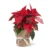 Flor de Pascua Poinsettia