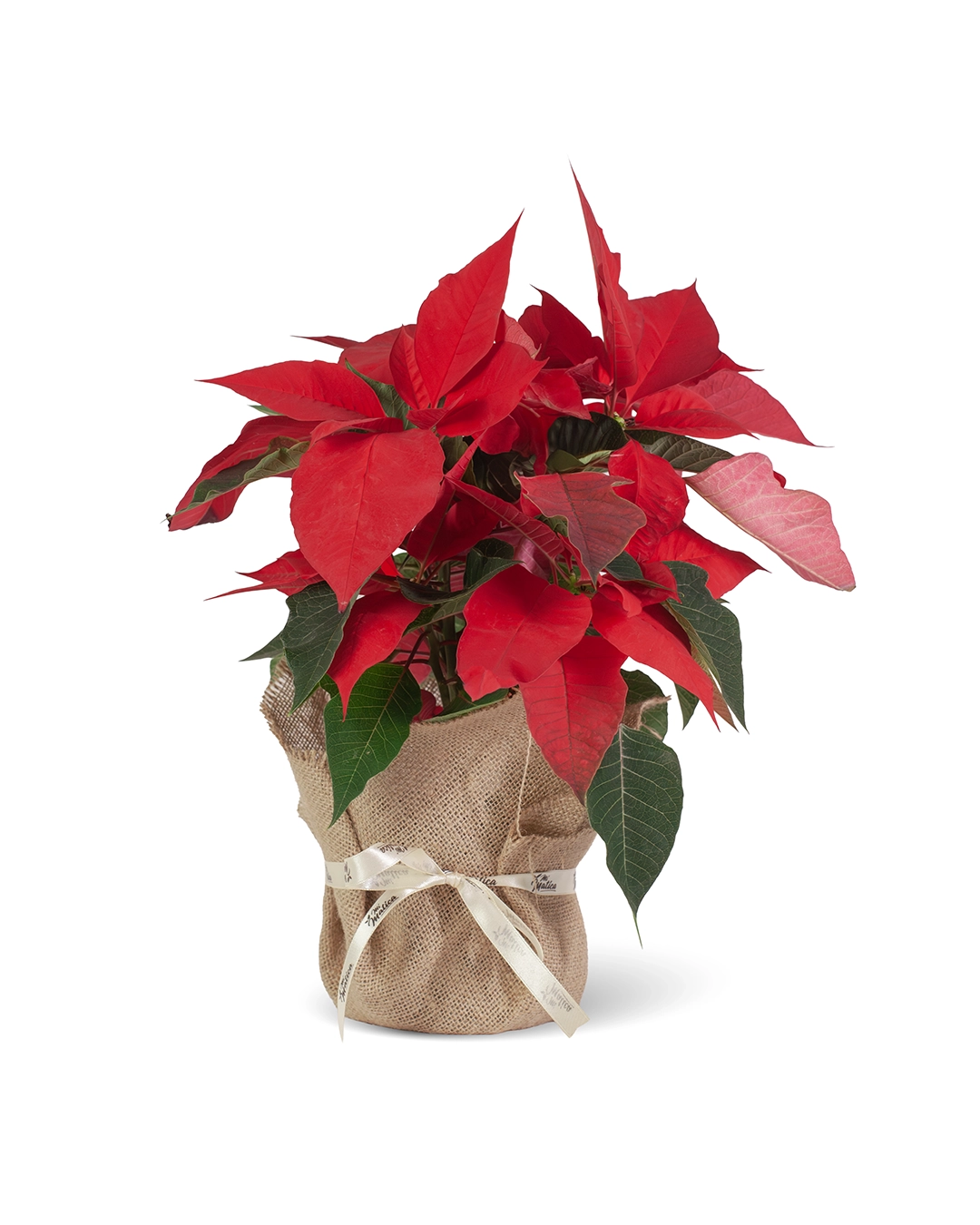 Flor de Pascua Poinsettia
