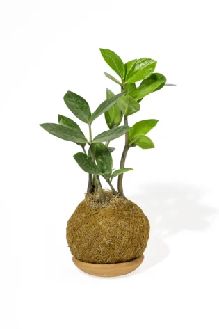 kokedama palma z pequeña