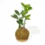 kokedama palma z pequeña