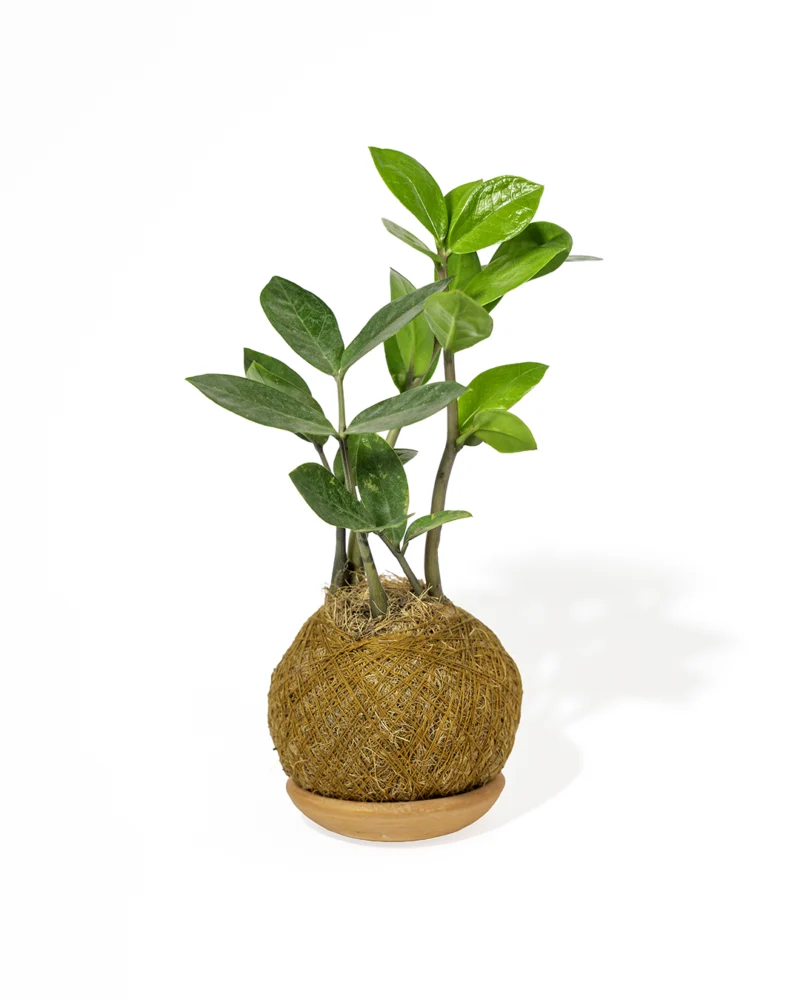 kokedama palma z pequeña