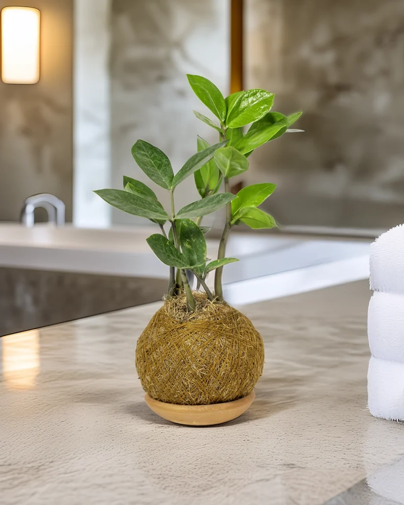 Kokedama Palma Z Pequeña - Imagen 2