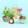 Las mejores plantas para regalar segun la ocasion