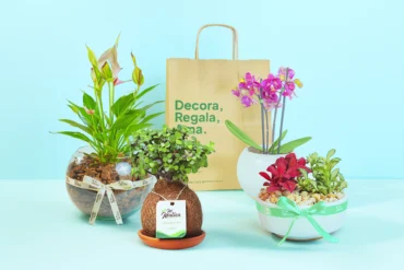 Las mejores plantas para regalar segun la ocasion