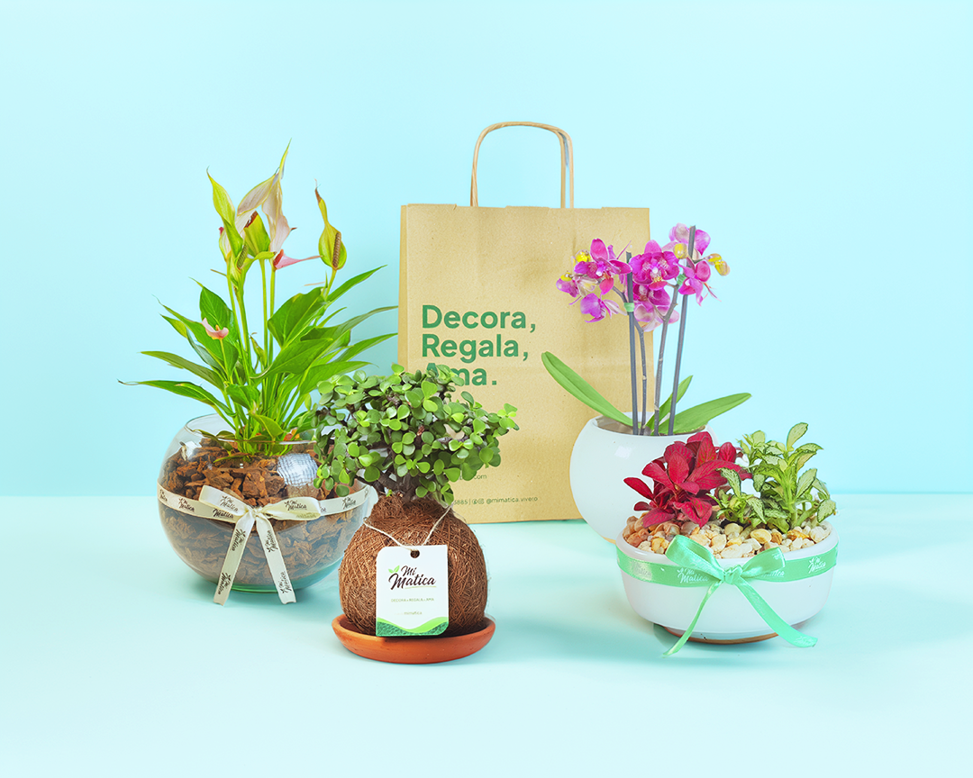 Las mejores plantas para regalar segun la ocasion