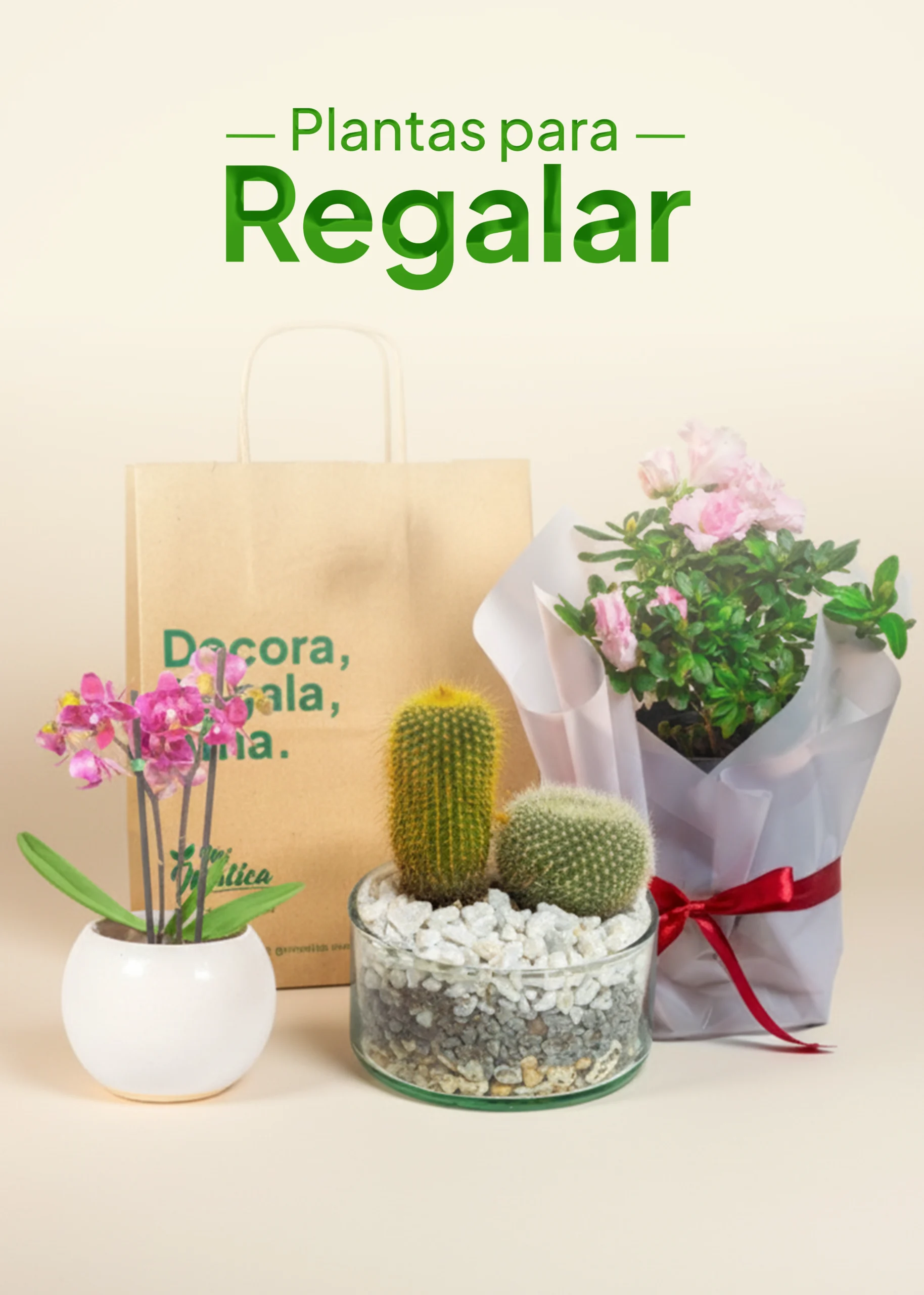 plantas para regalar
