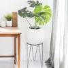 Monstera en Matera Bomba de Concreto con Soporte Metálico