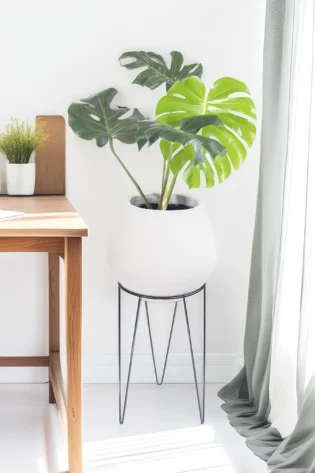 Monstera en Matera Bomba de Concreto con Soporte Metálico