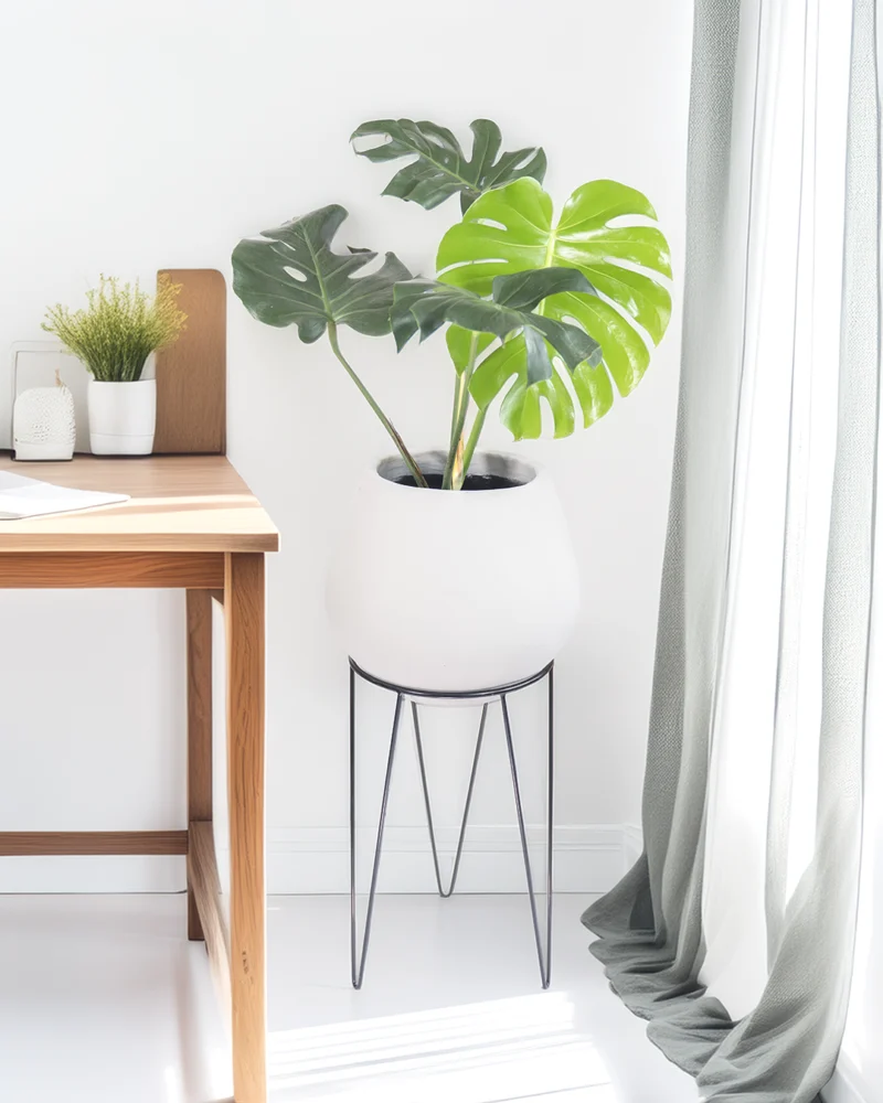 Monstera en Matera Bomba de Concreto con Soporte Metálico