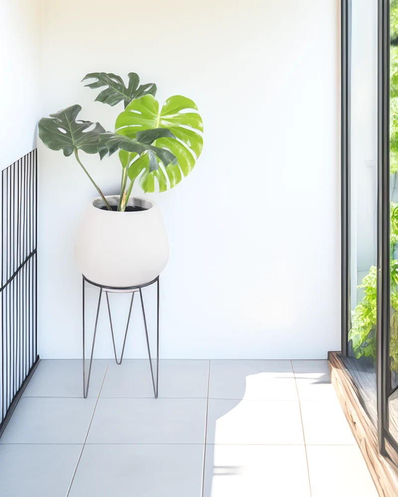 Monstera en Matera Bomba de Concreto con Soporte Metálico - Imagen 3