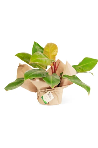 Philodendron Prince of Orange Limón