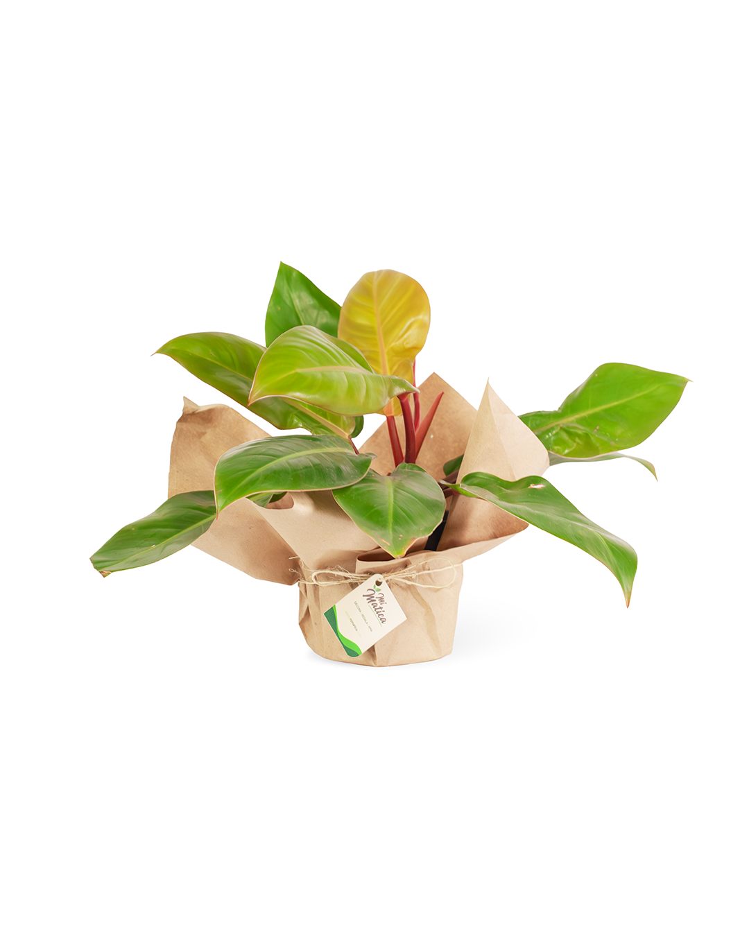 Philodendron Prince of Orange Limón