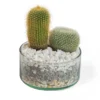 terrario-de-cactus-en-matera-ceramica