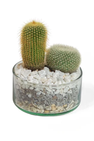 terrario-de-cactus-en-matera-ceramica