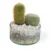 terrario-de-cactus-en-matera-ceramica