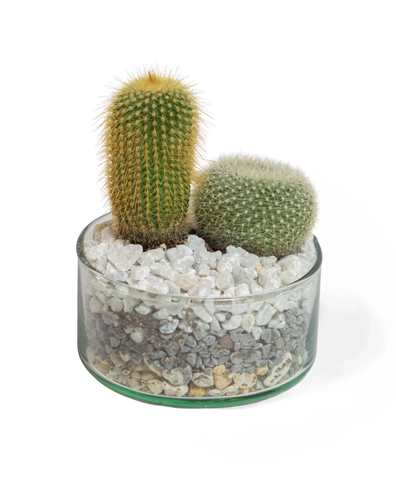 terrario-de-cactus-en-matera-ceramica