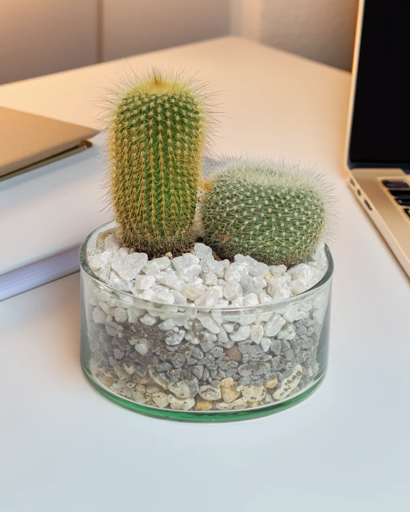 terrario-de-cactus-oficina
