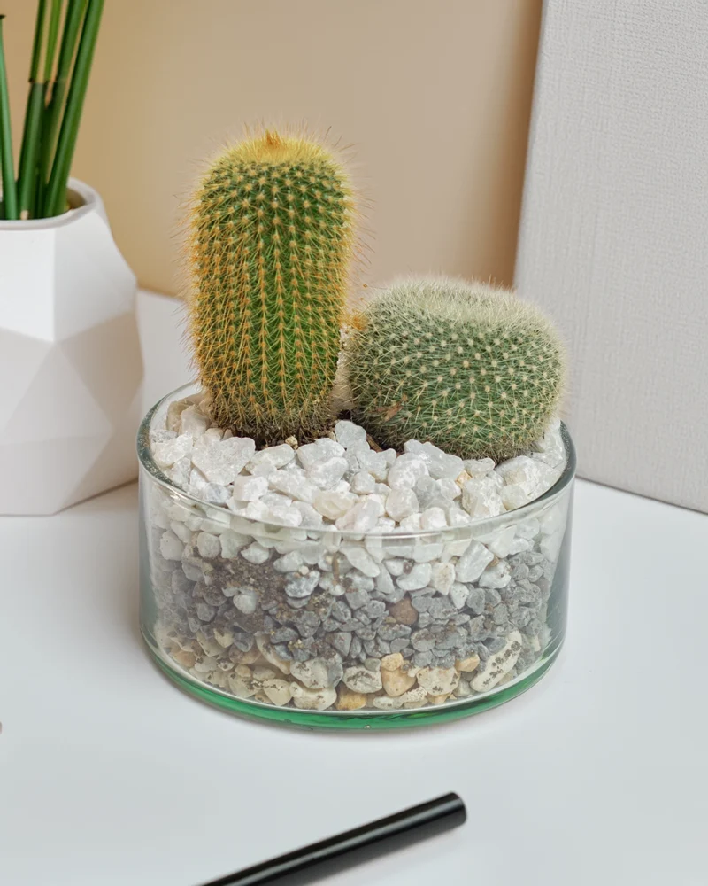 terrario-de-cactus-sala