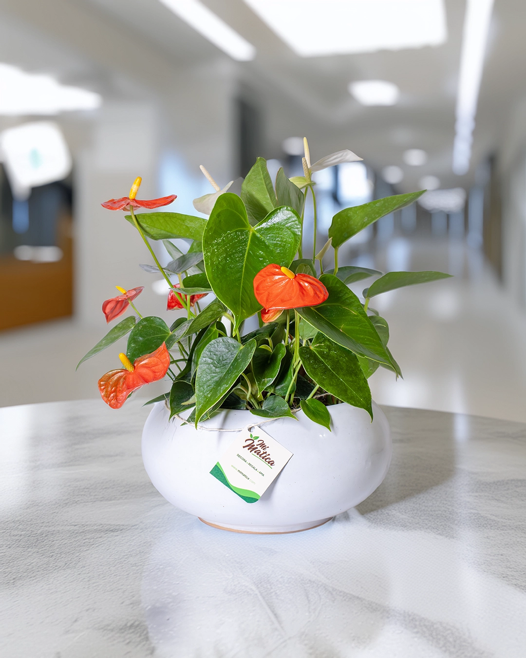 Arreglo de Anturios Mini en Matera Cerámica - Imagen 5