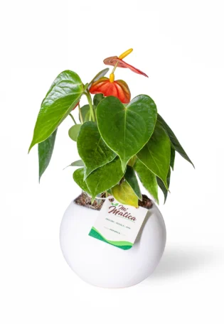 Anturio Mini en Matera Cerámica