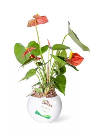 Anturio Mini en Matera Cerámica