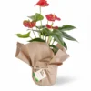 Anturio Rojo (Anthurium)