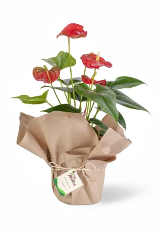 Anturio Rojo (Anthurium)